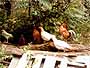 chickensm.JPG (3766 bytes)