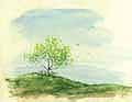 one tree